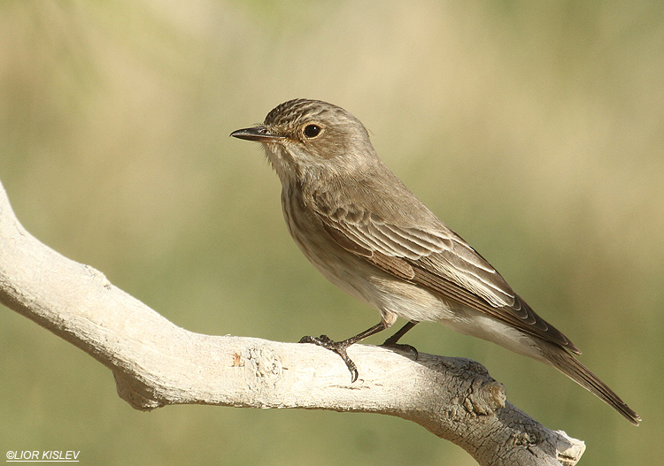   Spotted Flycatcher Muscicapa striata ,Neot Smadar ,southern Negev ,27-04-12 Lior Kislev